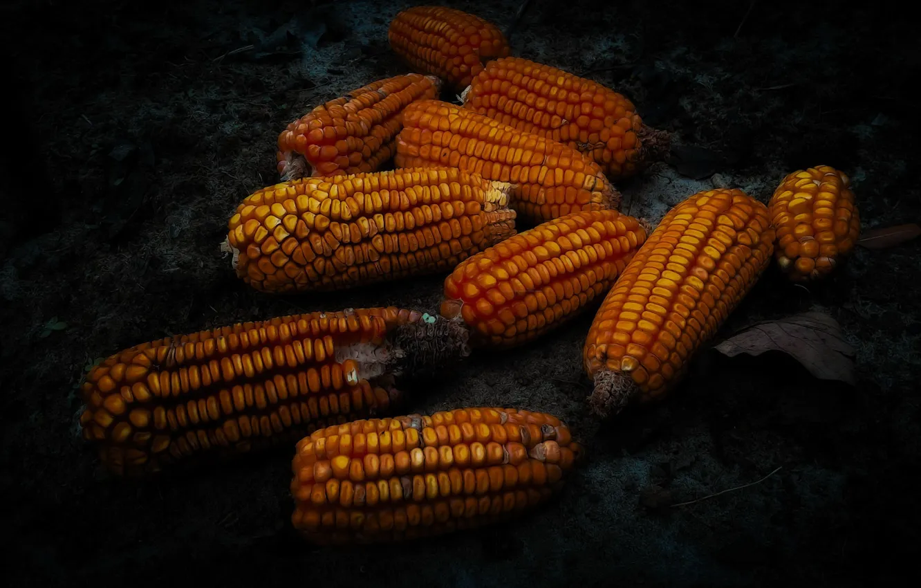 Фото обои фон, еда, кукуруза