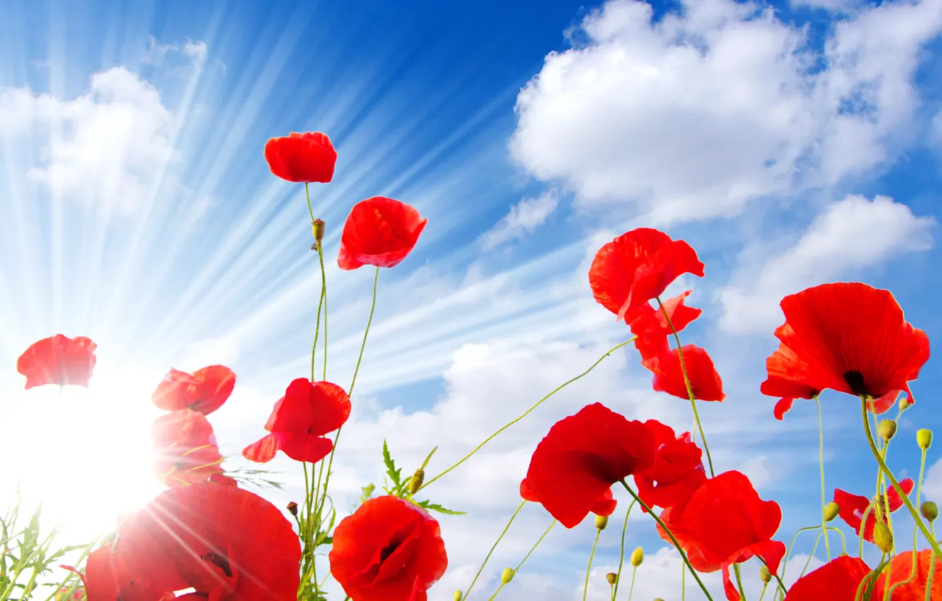 Фото обои небо, облака, красный, маки, лучи солнца