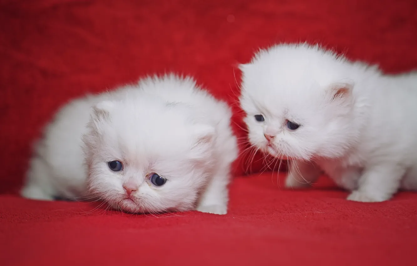 Фото обои котята, малыши, парочка, милашки, Персидская кошка