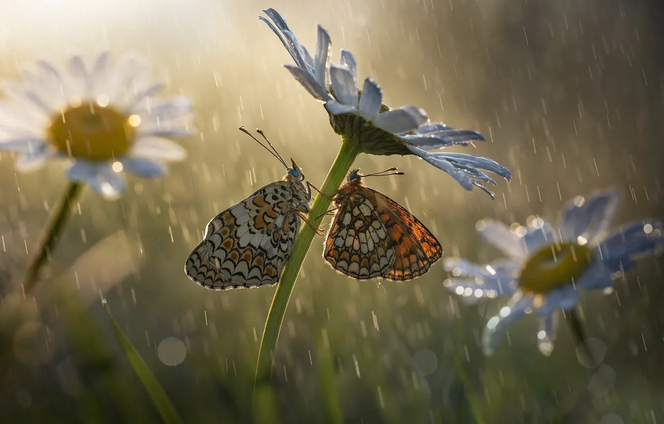 Фото обои макро, бабочки, цветы, насекомые, природа, дождь, ромашки, боке