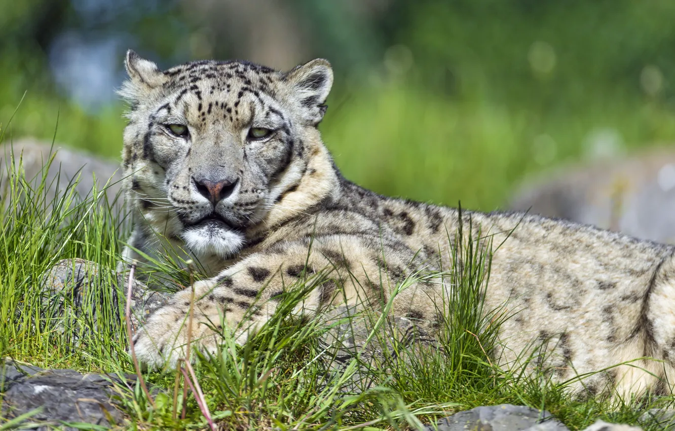 Фото обои кошка, трава, отдых, ирбис, снежный барс, ©Tambako The Jaguar