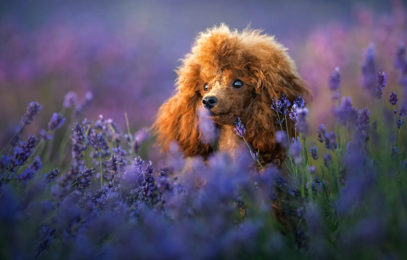 Фото обои взгляд, цветы, природа, поза, портрет, собака, рыжий, щенок