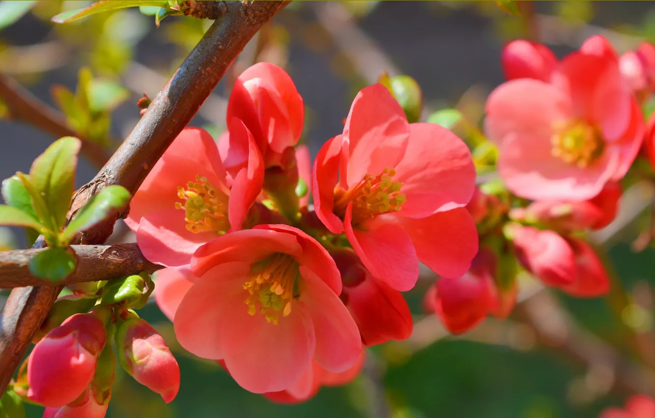Фото обои макро, ветка, Весна, Spring, Цветение, айва, Flowering