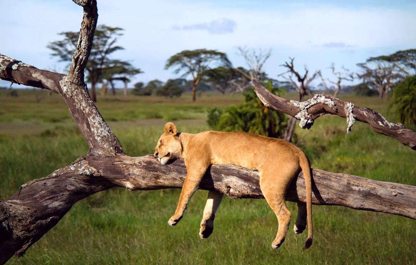 Фото обои дерево, лев, спит, Африка, львица, Танзания, Серенгети