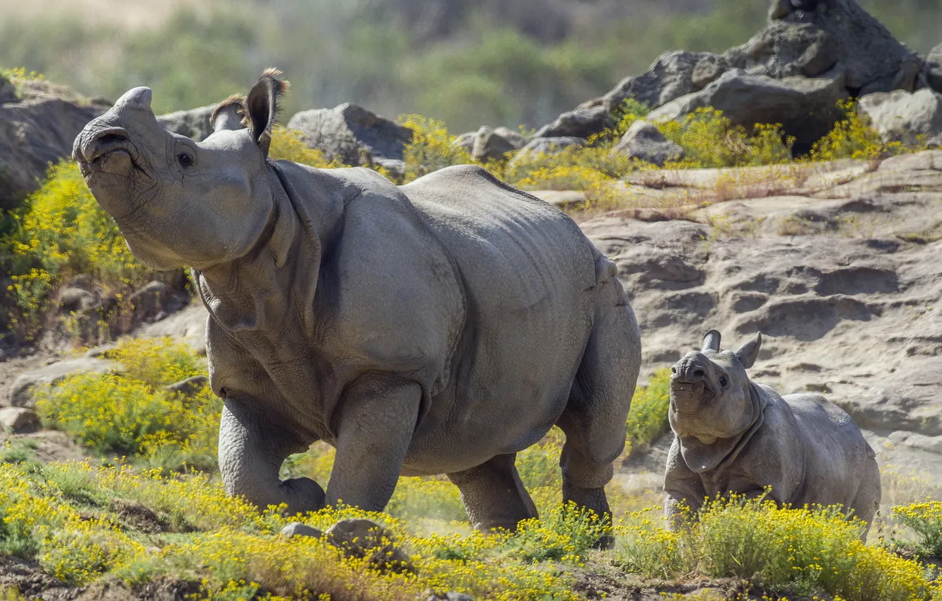 Фото обои фон, носороги, прирорда