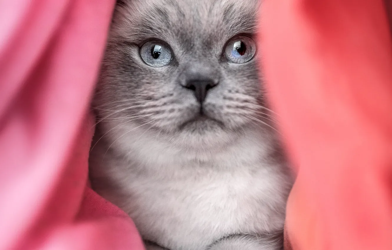 Фото обои кошка, кот, взгляд, поза, мордашка