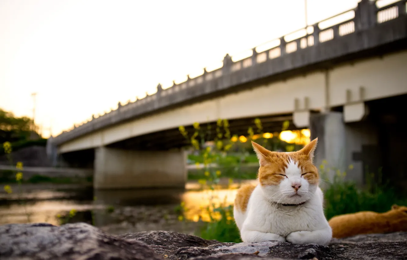 Фото обои кошка, закат, мост