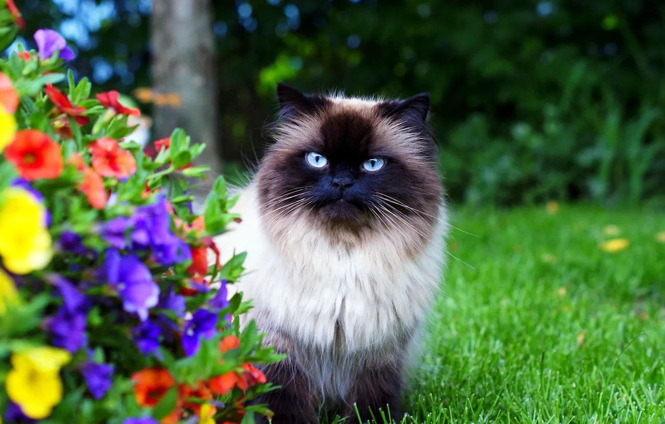 Фото обои кошка, трава, цветы, сад, пушистая, гималайская