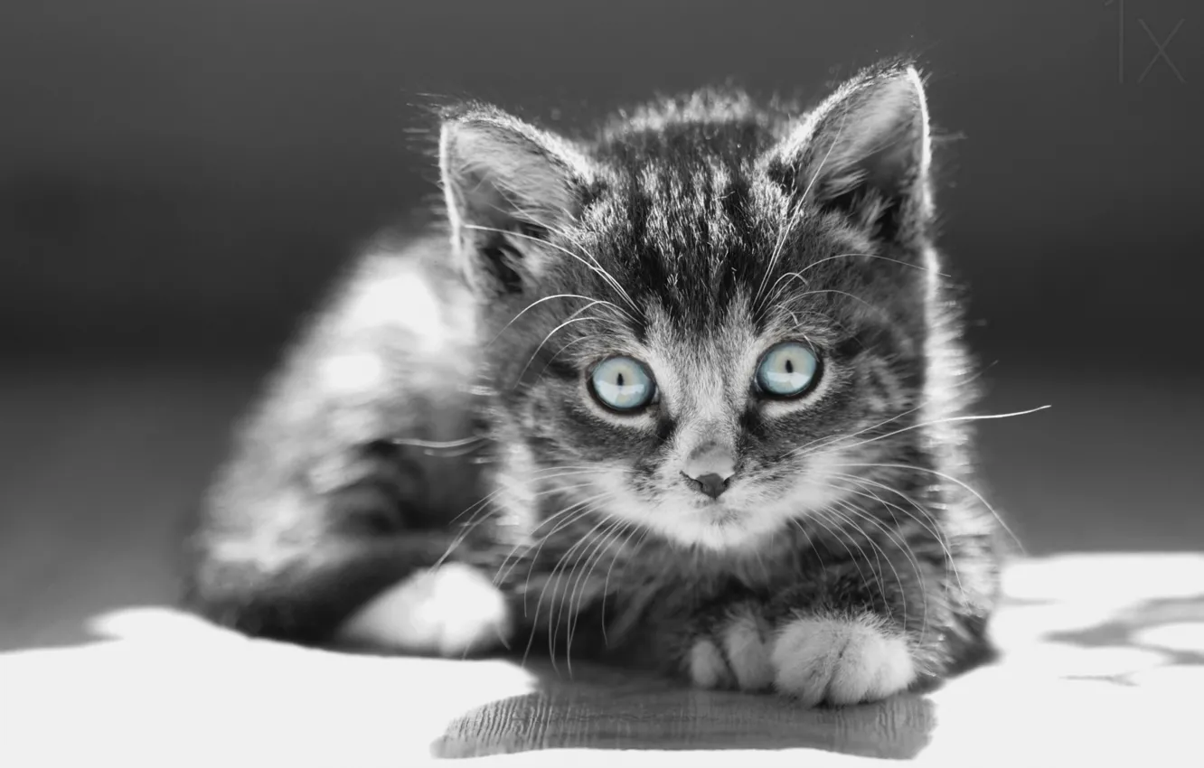 Фото обои глаза, усы, котенок, kitten, eyes, mustache, Anna Zuidema