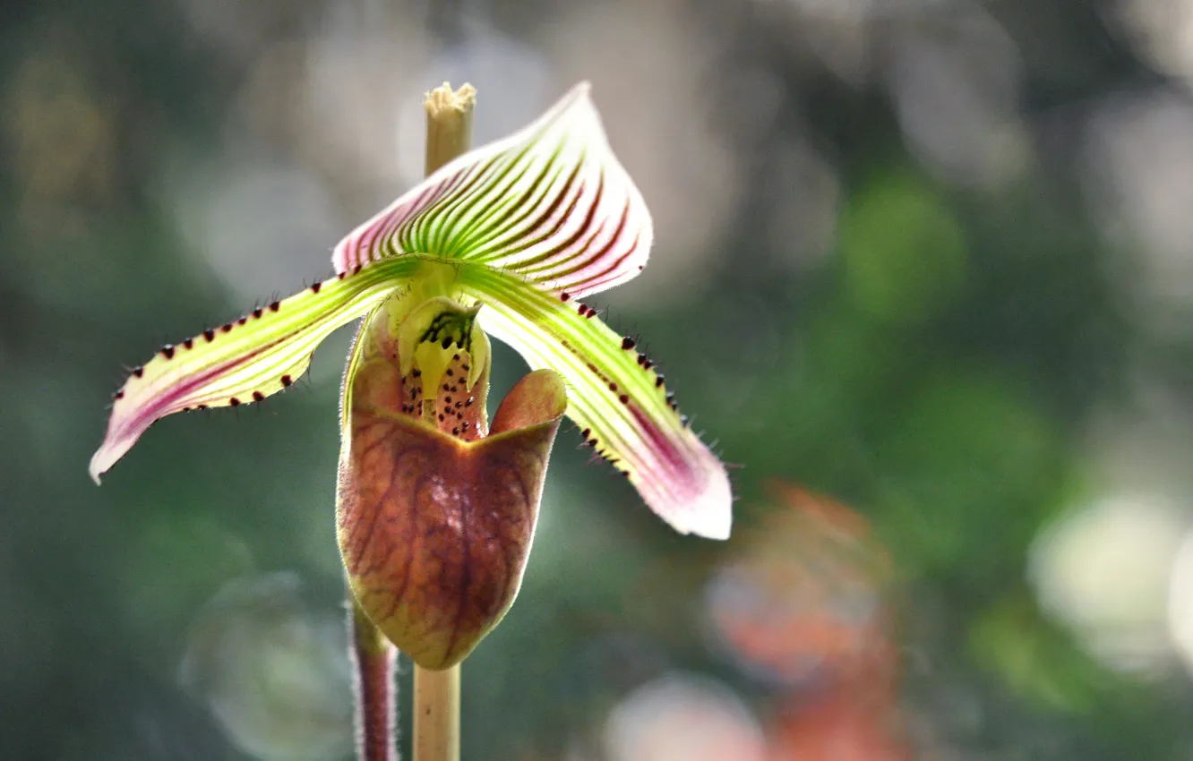 Фото обои макро, природа, лепестки, экзотика, орхидея