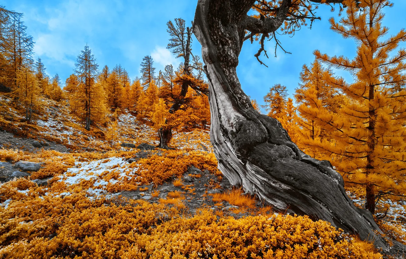 Фото обои осень, лес, деревья, ствол, кустарник, кривое