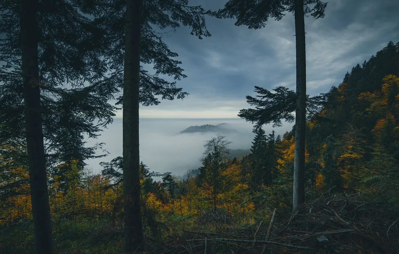 Фото обои осень, лес, облака, деревья, ветки, туман, пасмурно, гора