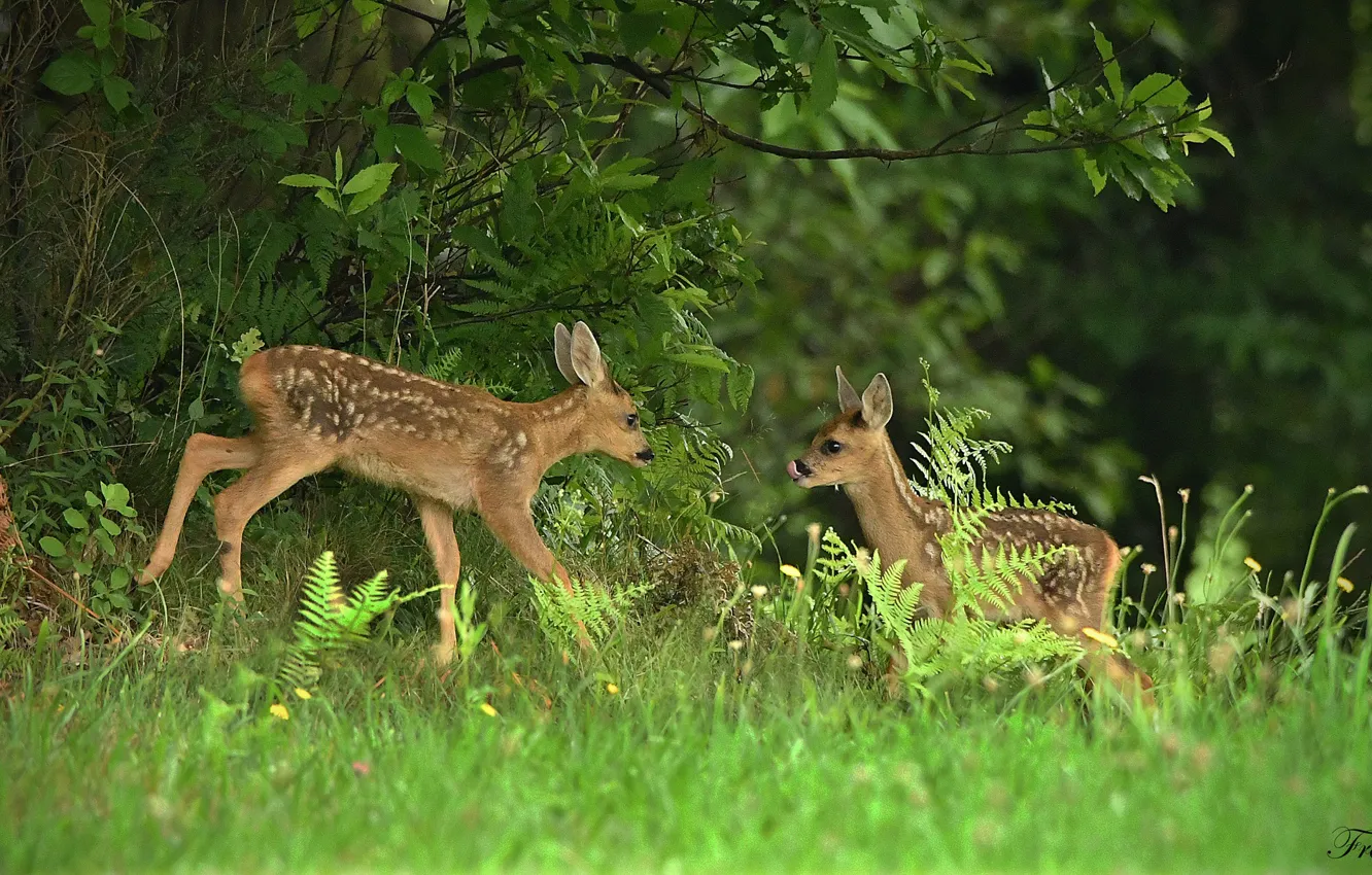 Фото обои лес, трава, оленёнок