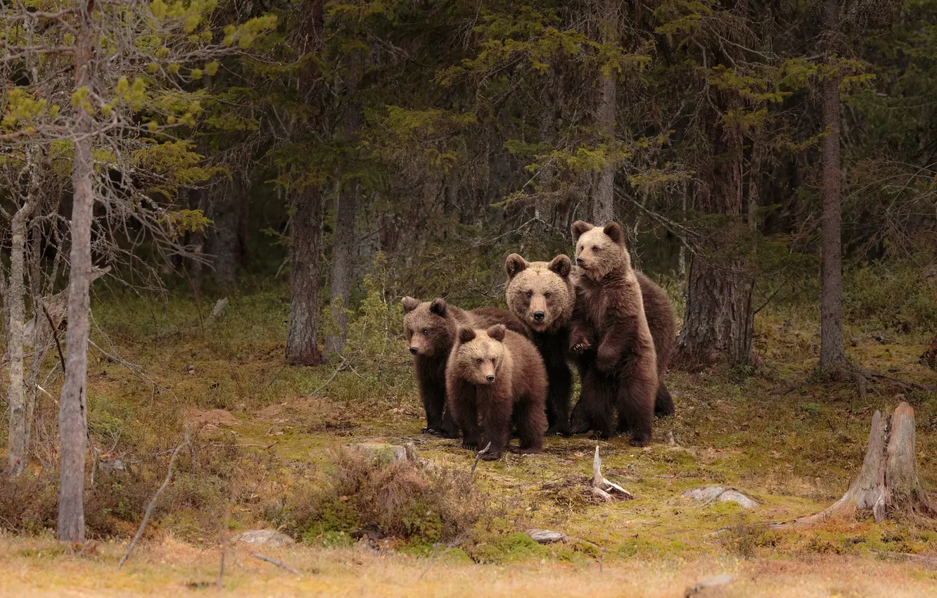 Фото обои лес, поляна, медведь, медведи, сосны, медвежата, медведица, мать