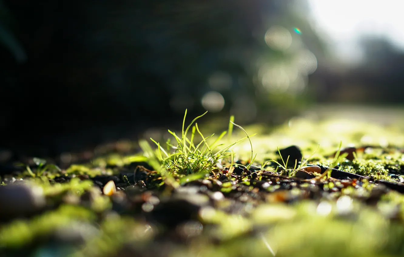 Фото обои зелень, трава, солнце, свет, фокус