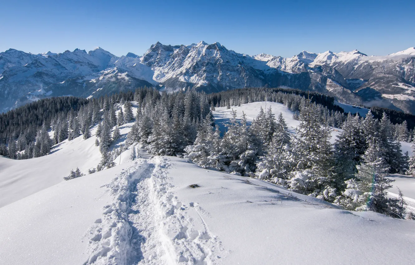 Фото обои зима, снег, деревья, горы, Швейцария, Альпы