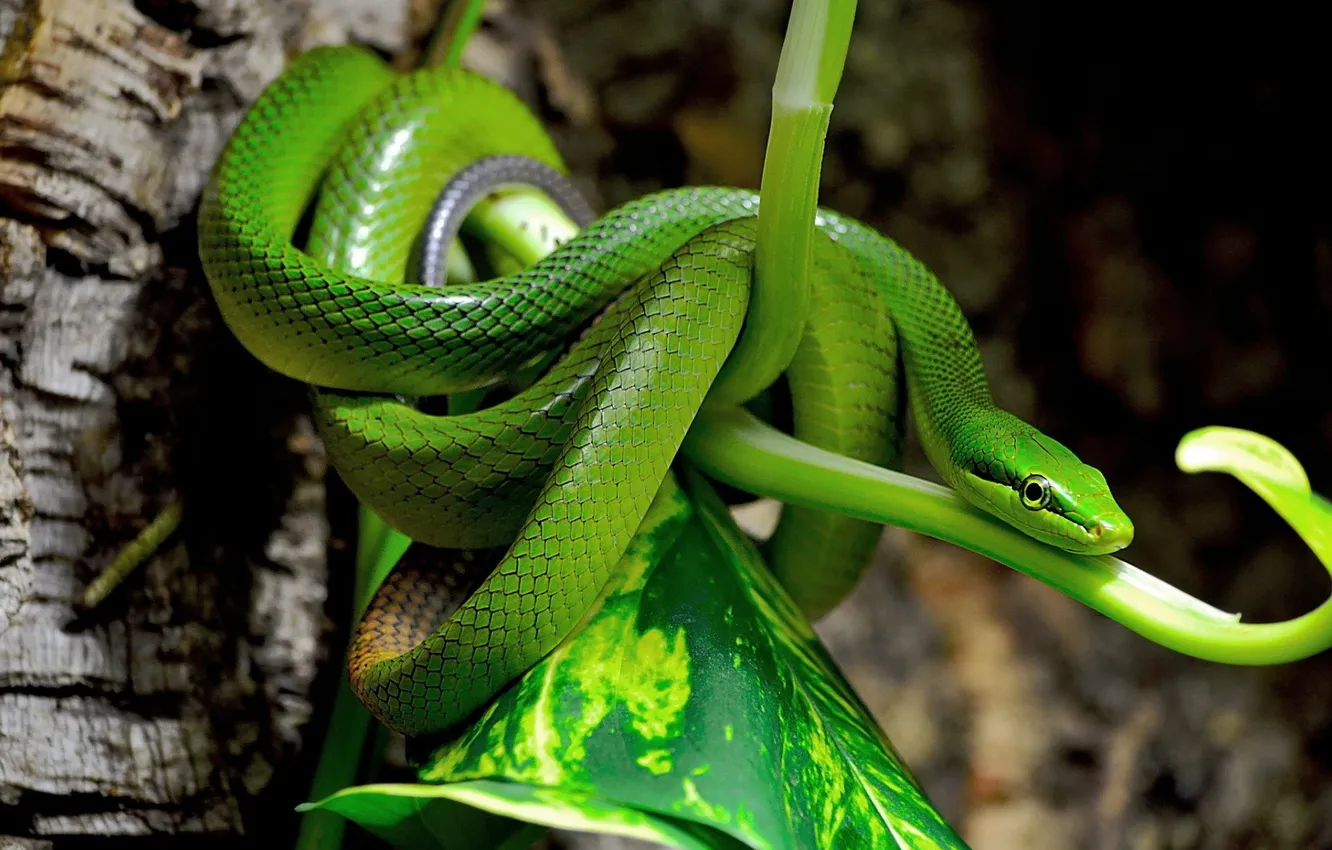Фото обои лист, растение, змея, зеленая