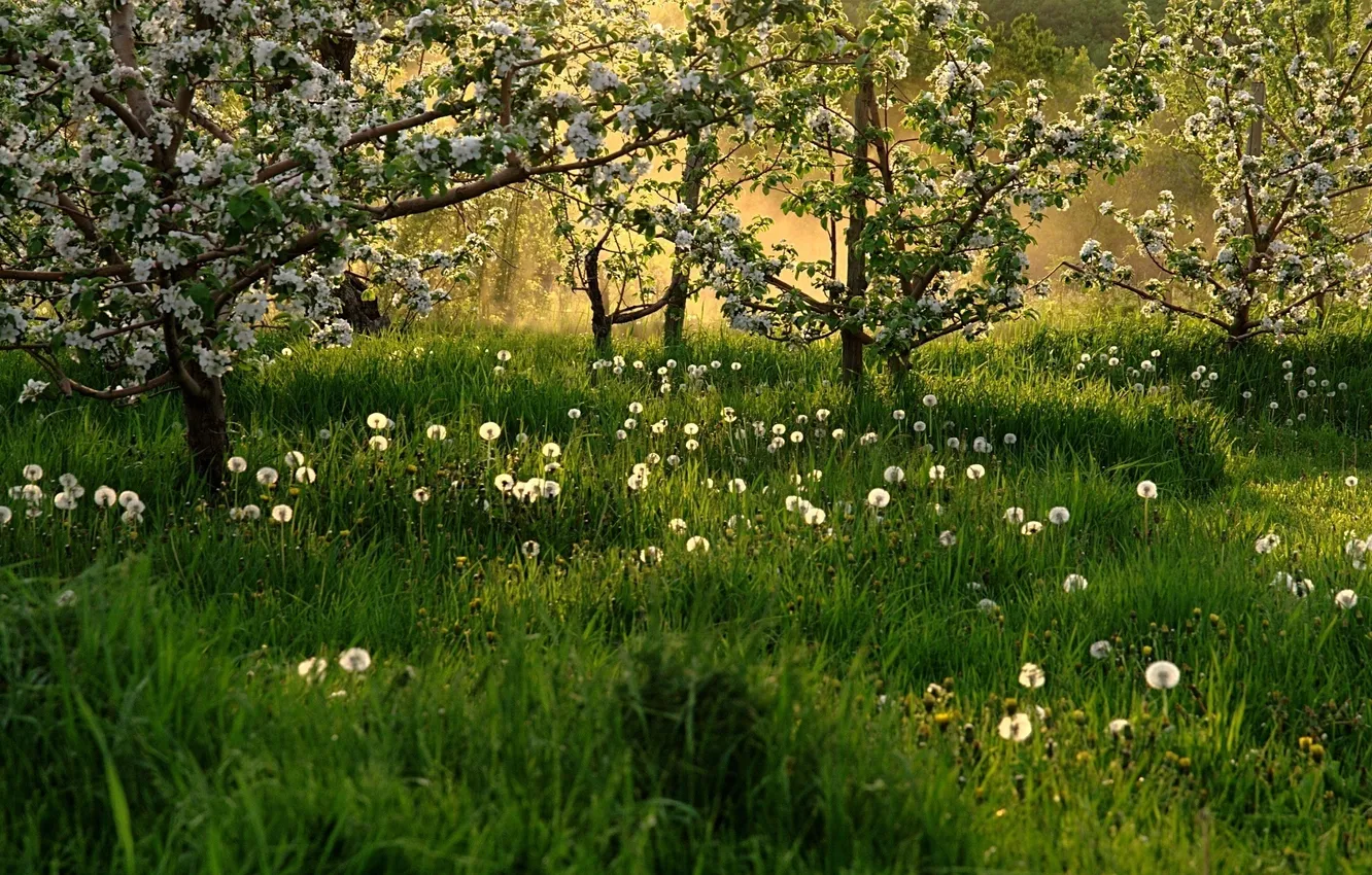 Фото обои трава, деревья, весна, одуванчики, цветение