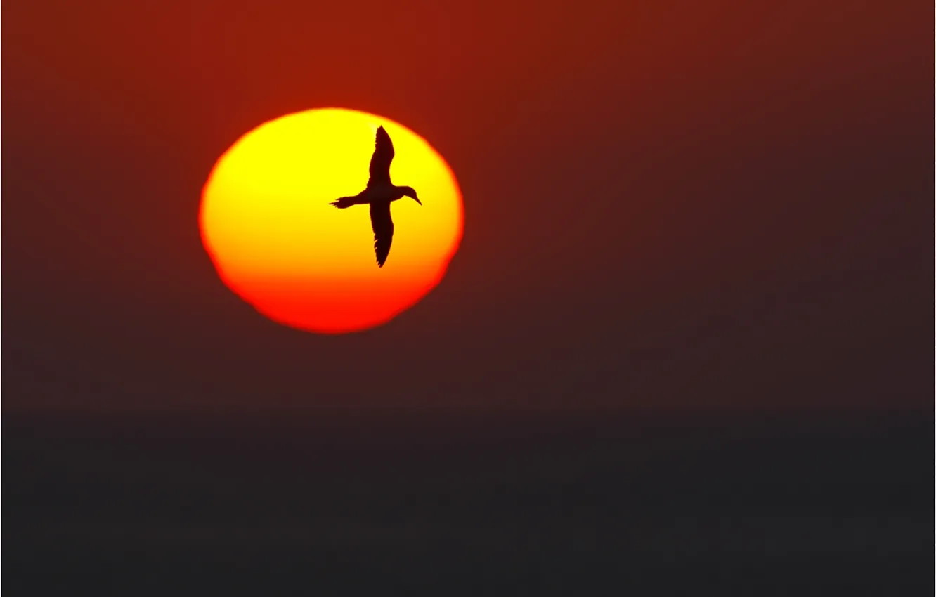 Фото обои солнце, закат, восход, птица