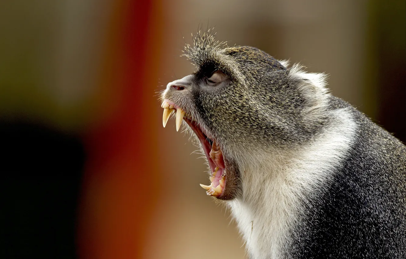 Фото обои фон, обезьяна, пасть, клыки, мартышка, злая сдохнимразь, Белогорлая мартышка