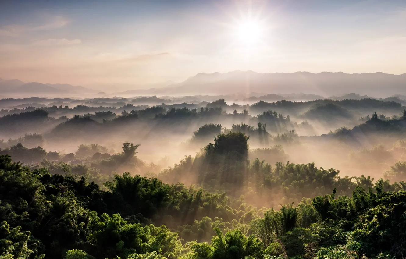 Фото обои деревья, горы, туман, утро, панорама, лучи солнца, леса
