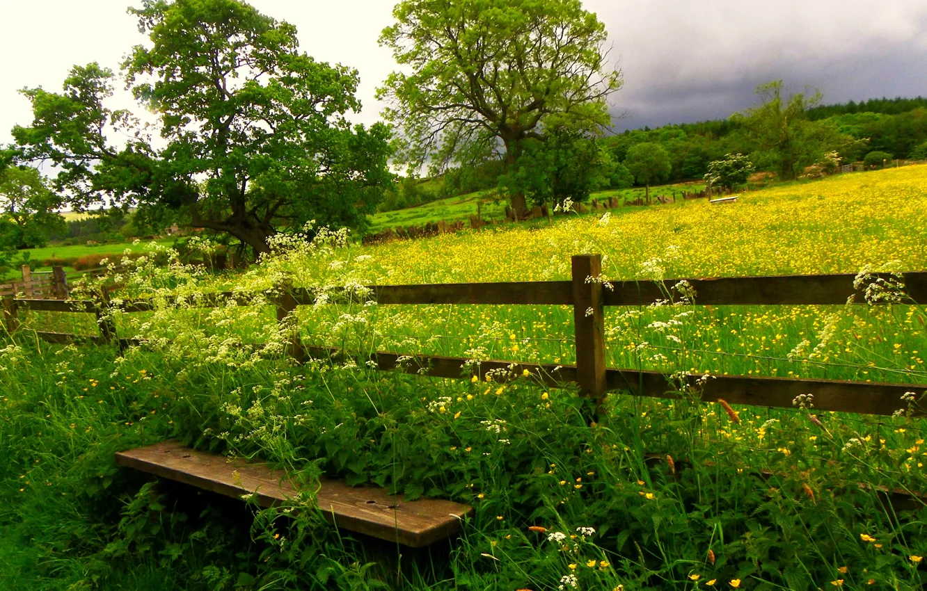 Фото обои поле, небо, трава, облака, деревья, цветы, природа, grass