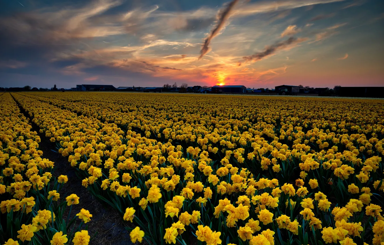 Фото обои поле, небо, закат, цветы, Нидерланды, нарциссы, Paula Berk