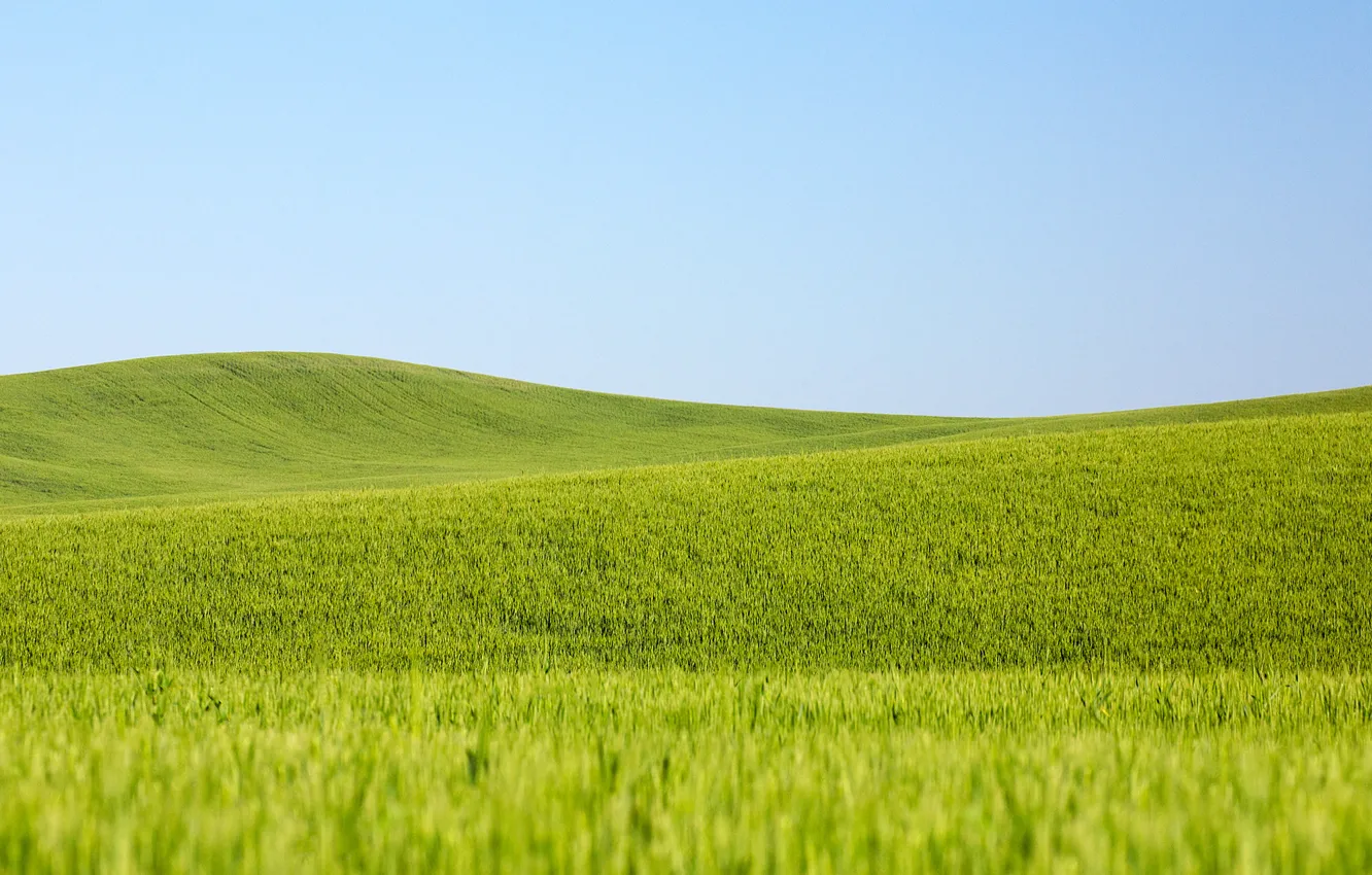 Фото обои пшеница, поле, небо, линии, сельская местность, поля пшеницы, фермы