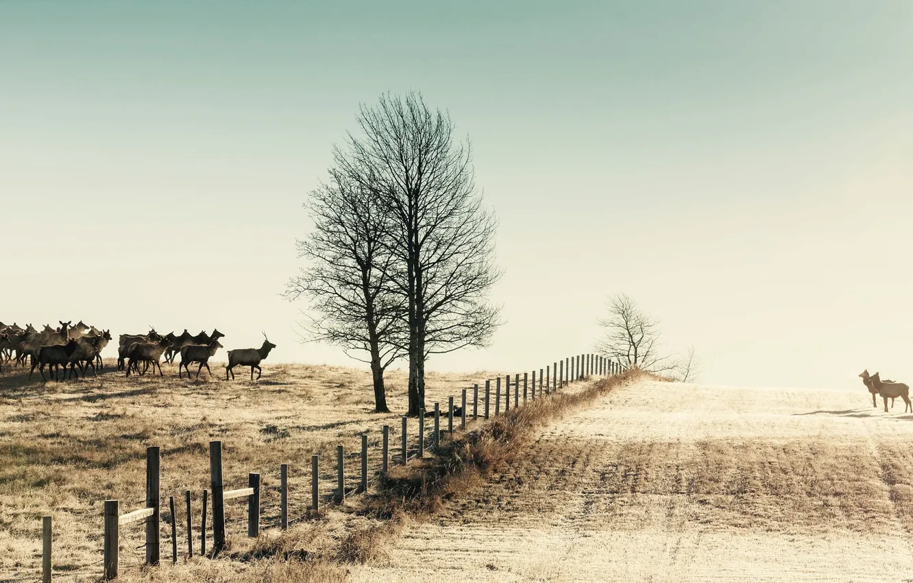 Фото обои зима, поле, природа, забор, олени