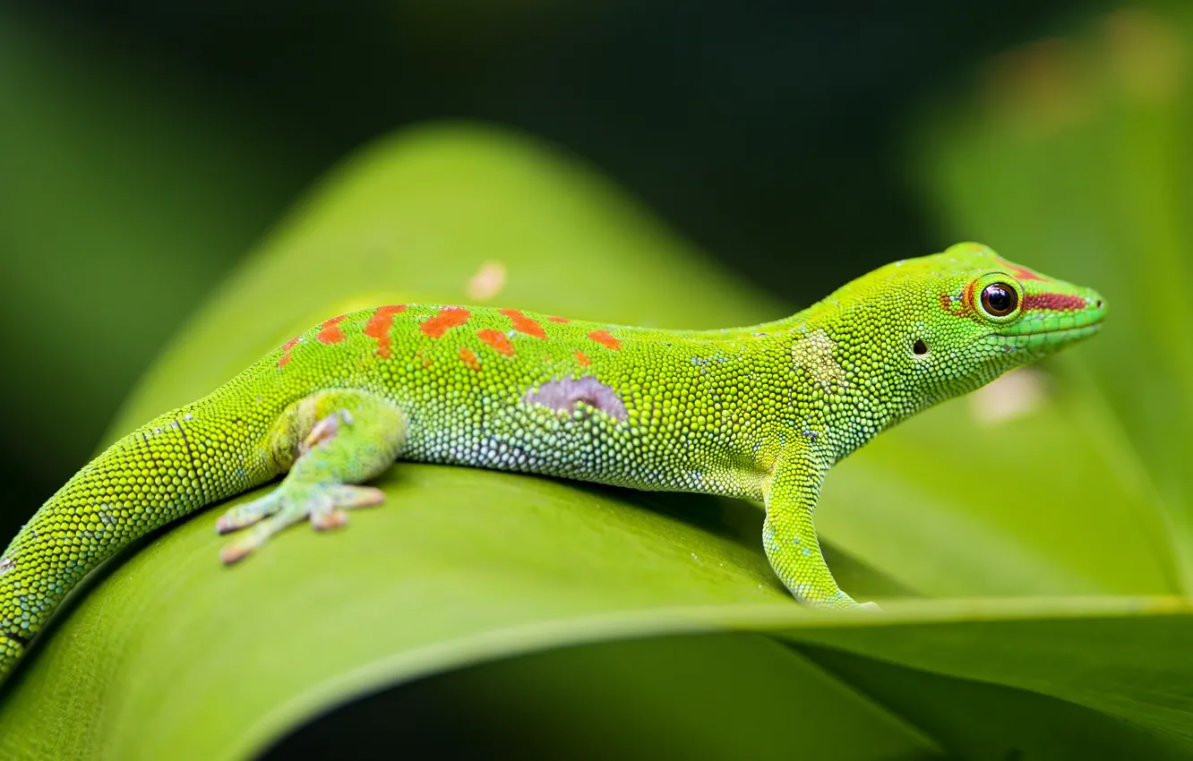 Фото обои green, reptile, scales