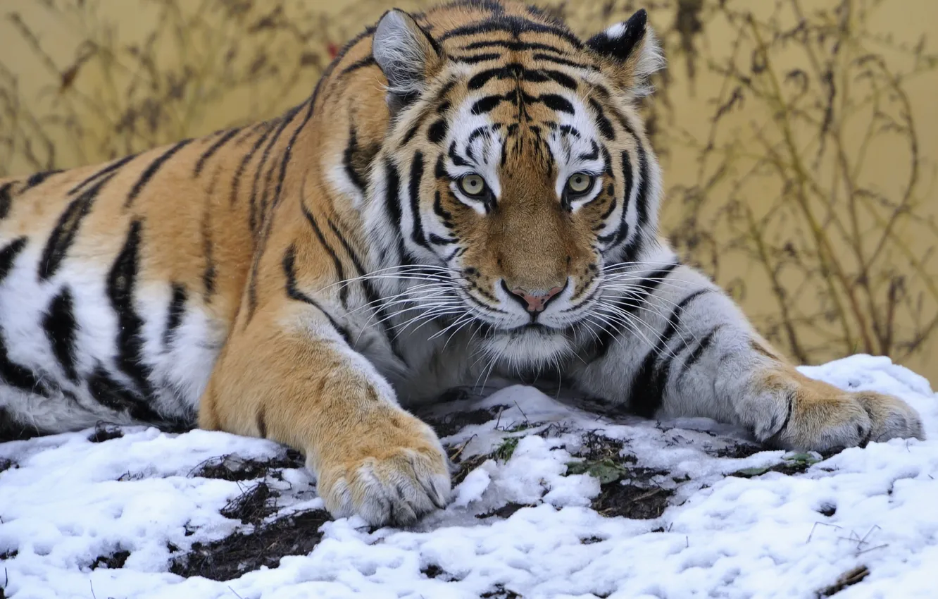 Фото обои взгляд, снег, тигр
