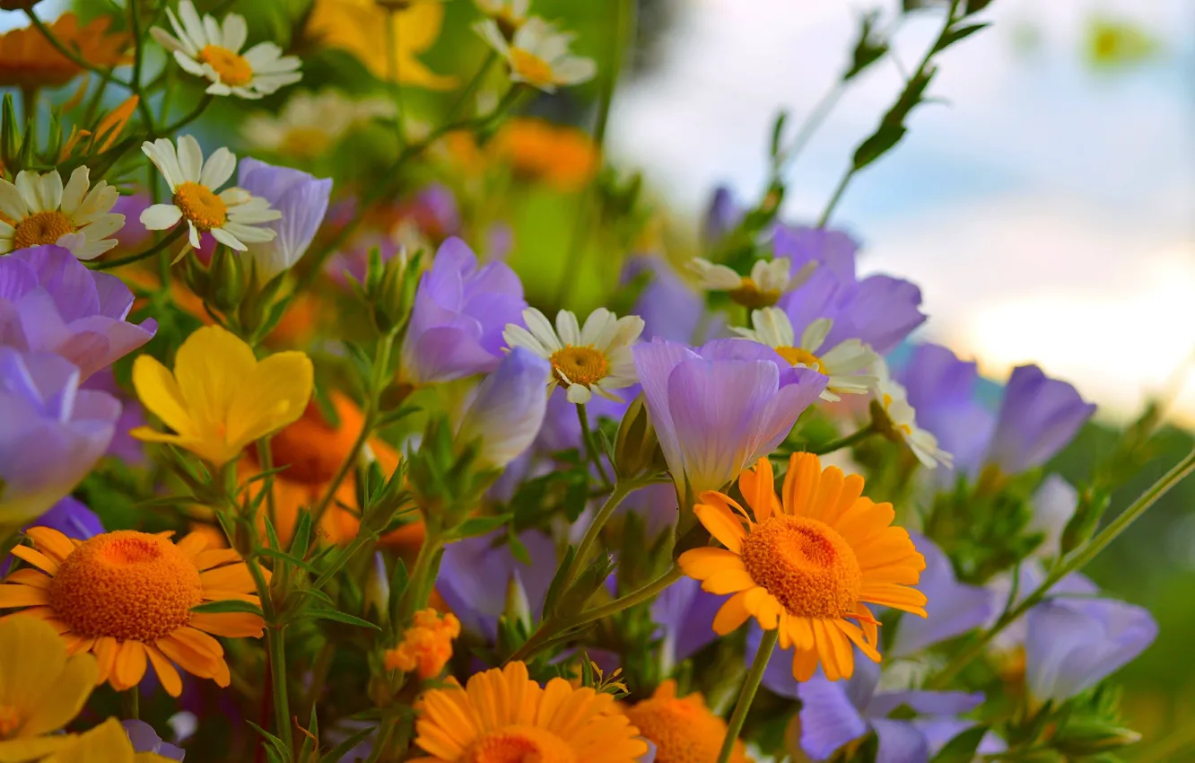 Фото обои Весна, Цветочки, Flowers, Spring