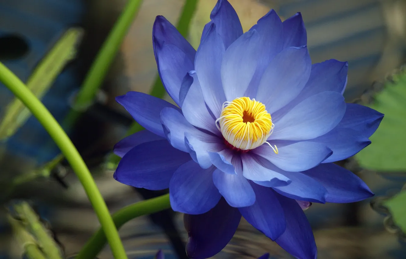 Фото обои цветок, макро, синяя, голубая, нимфея, водяная лилия