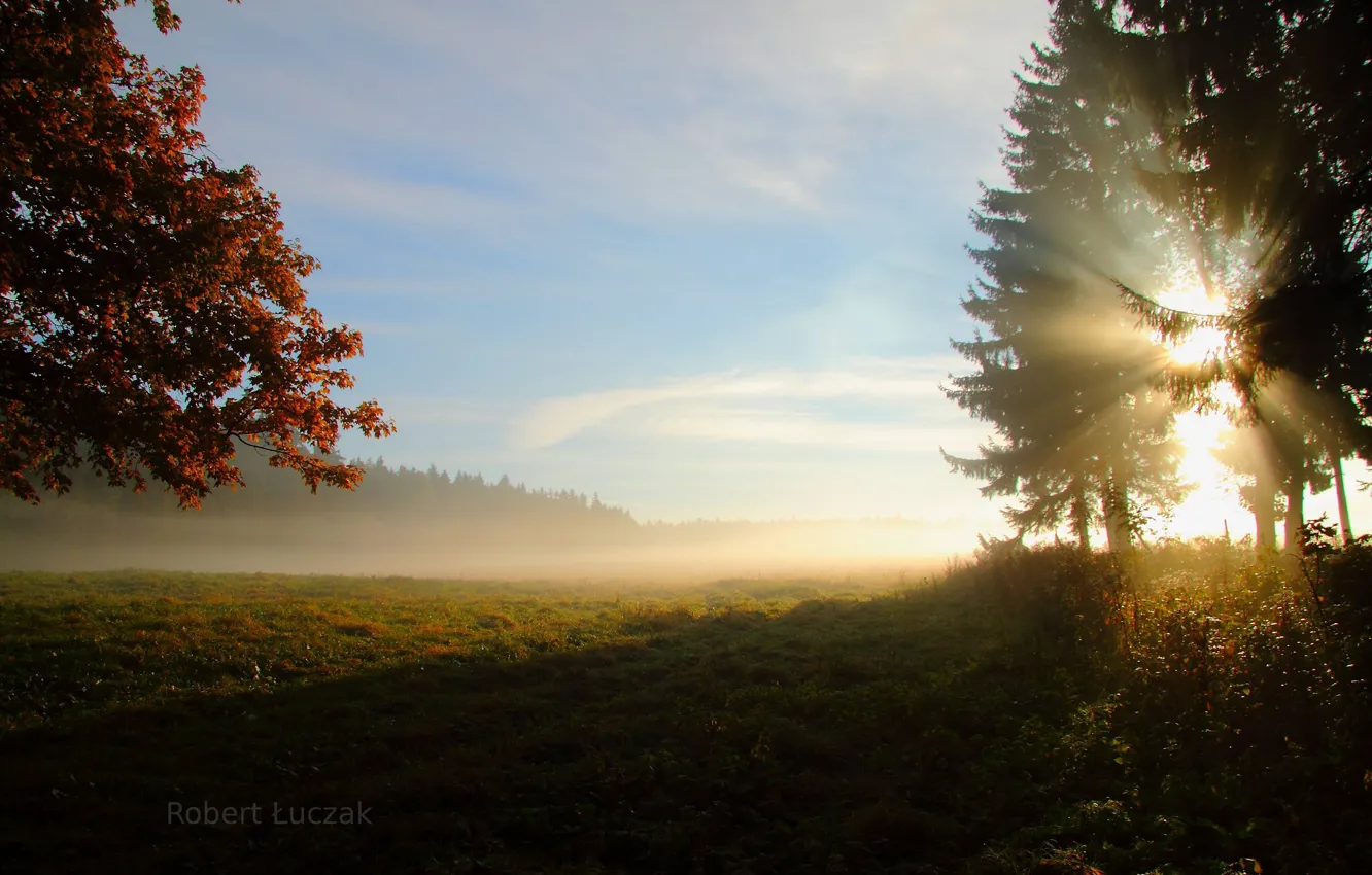 Фото обои поле, лес, солнце, лучи, деревья, природа, утро