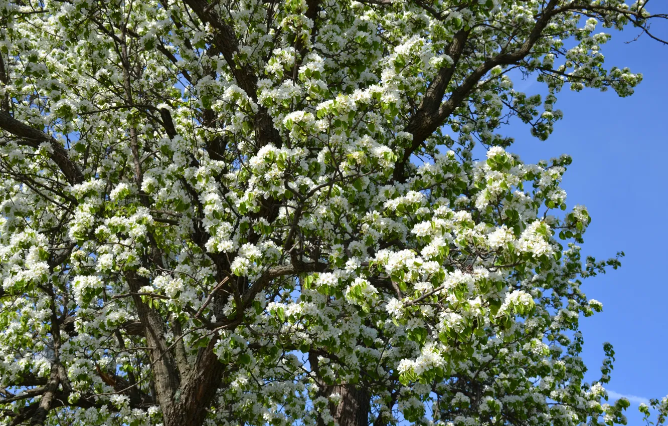 Фото обои белый, вишня, дерево, весна
