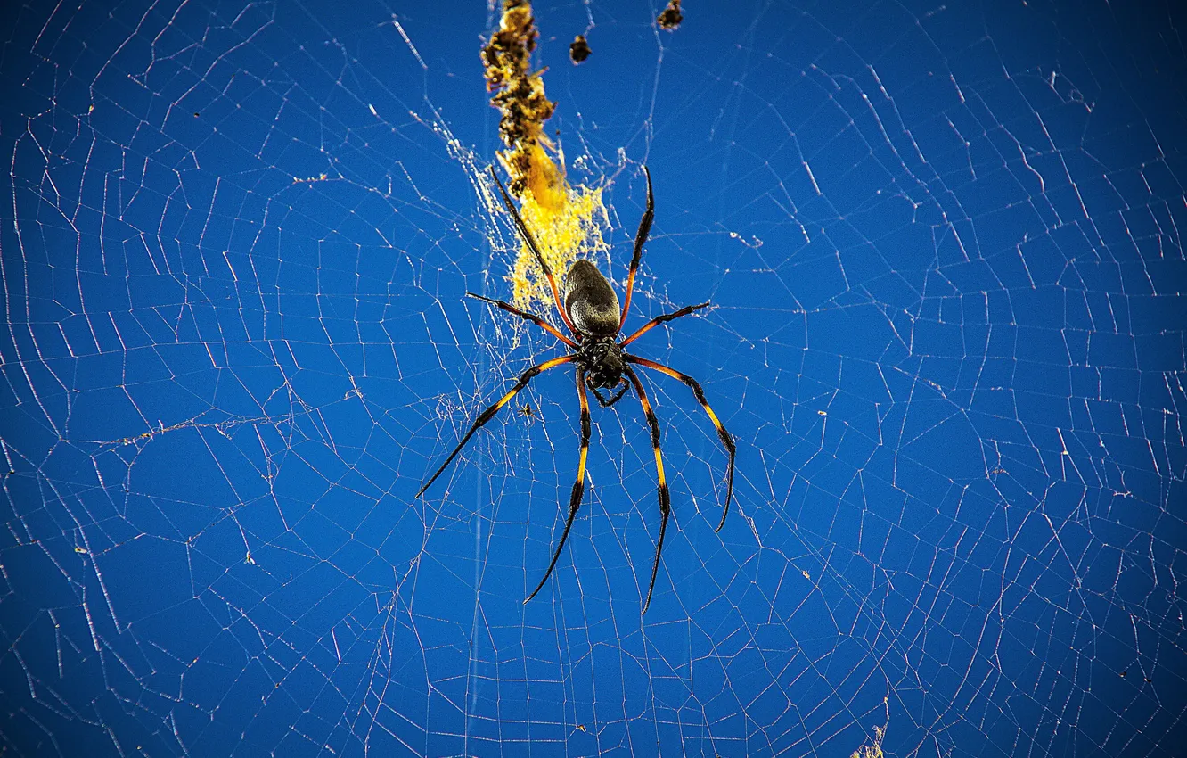 Фото обои природа, паутина, паук, насекомое, паучок