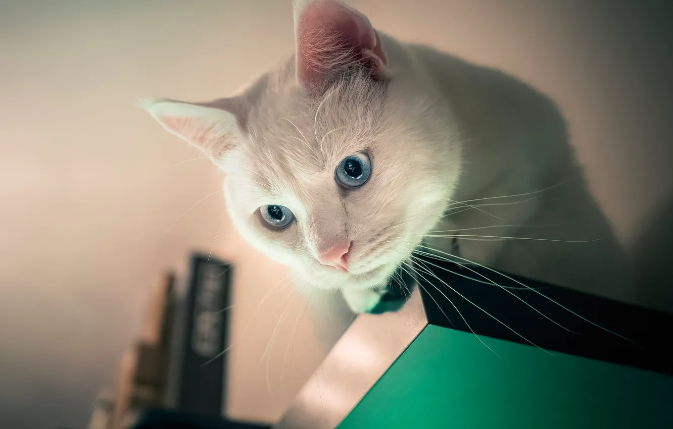 Фото обои кошка, мордочка, белая, голубые глаза