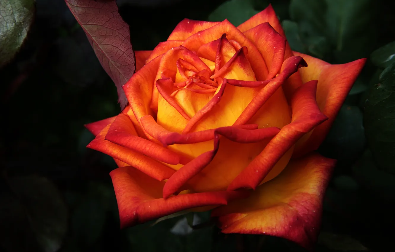 Фото обои цветок, листья, цветы, темный фон, роза, оранжевая, лепестки, сад