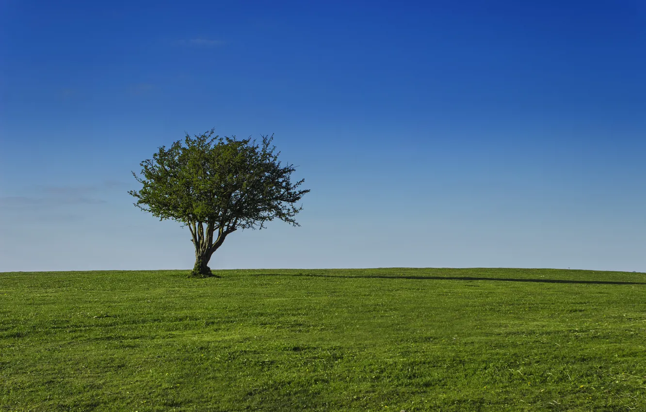 Фото обои поле, небо, трава, дерево, солнечно, крона