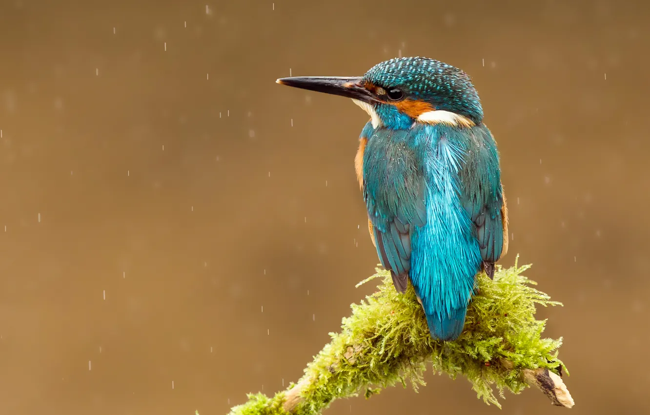 Фото обои капли, дождь, птица, ветка, клюв, kingfisher, alcedo atthis, обыкновенный зимородок