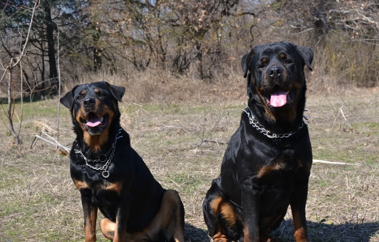 Фото обои Dogs, Animals, Rottweiler