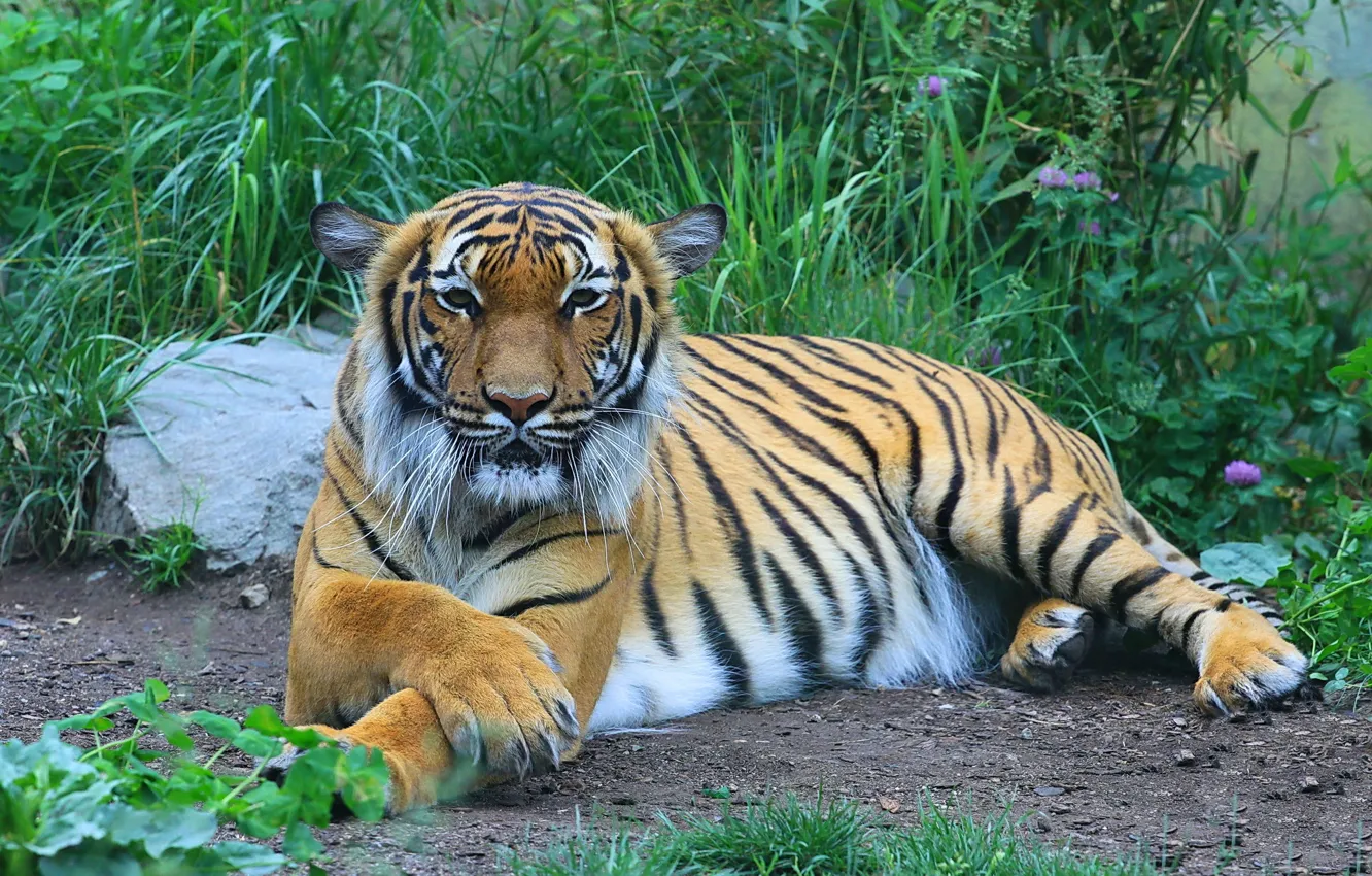 Фото обои взгляд, тигр, отдых, хищник, лапы, полосатая кошка