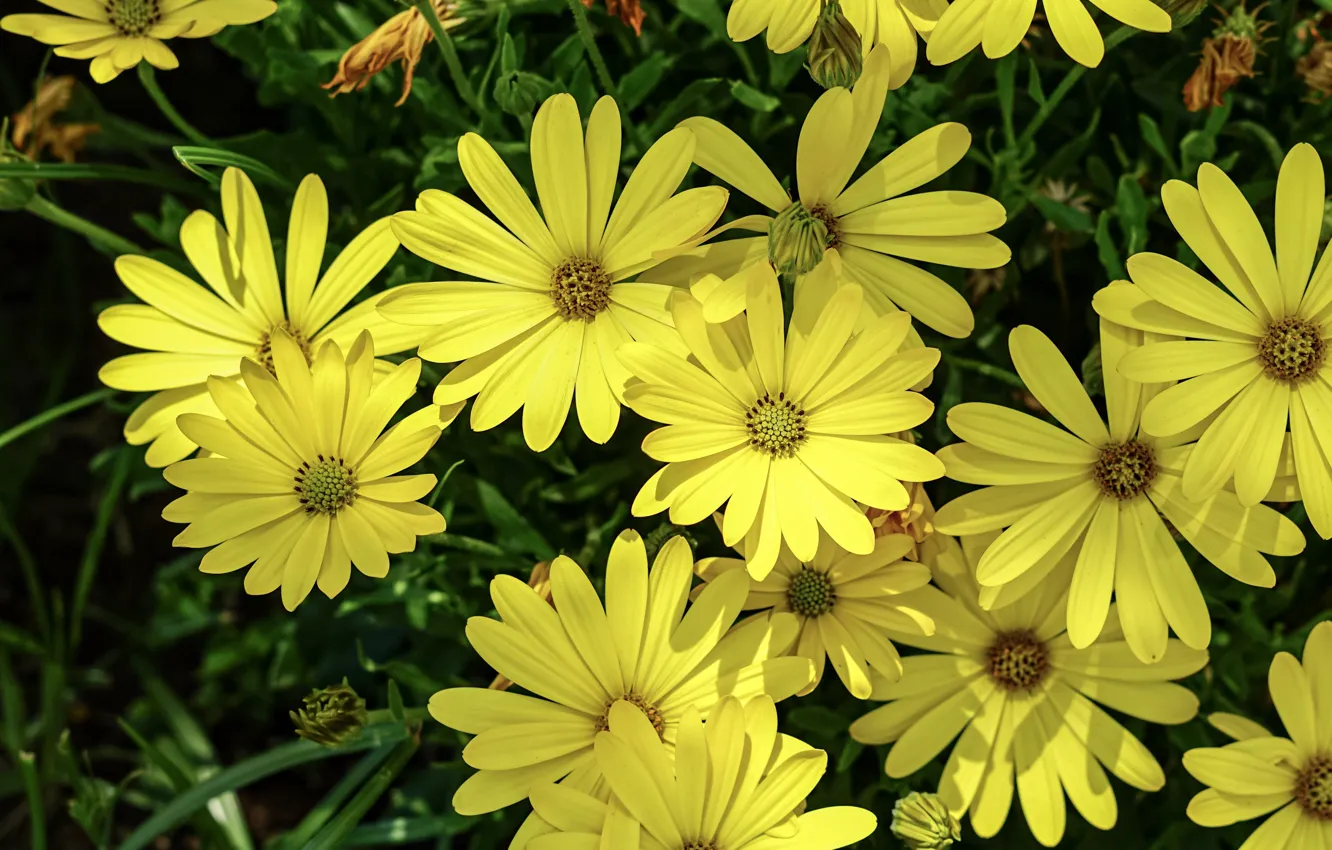 Фото обои цветы, желтые, сад, много, остеоспермум