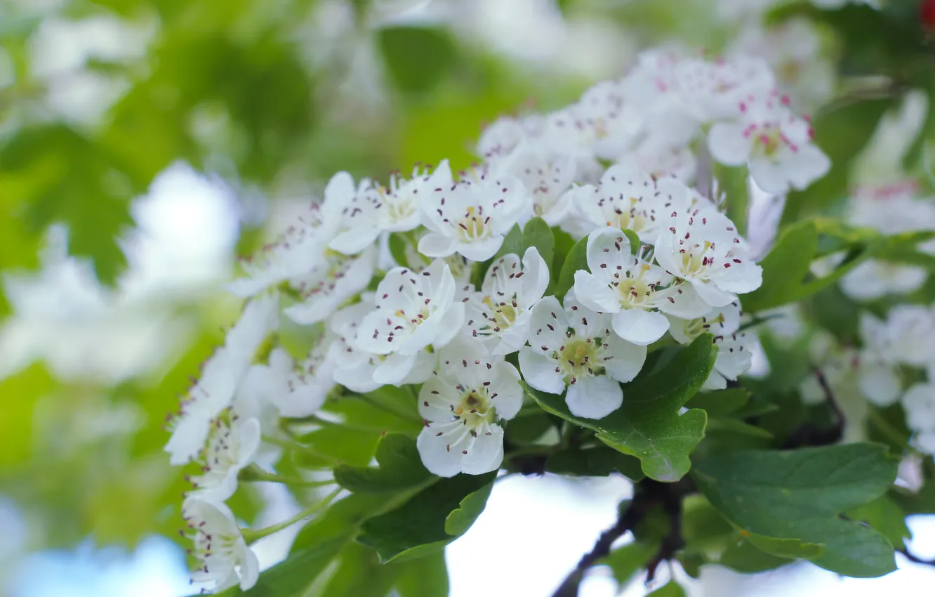 Фото обои flower, spring, twig