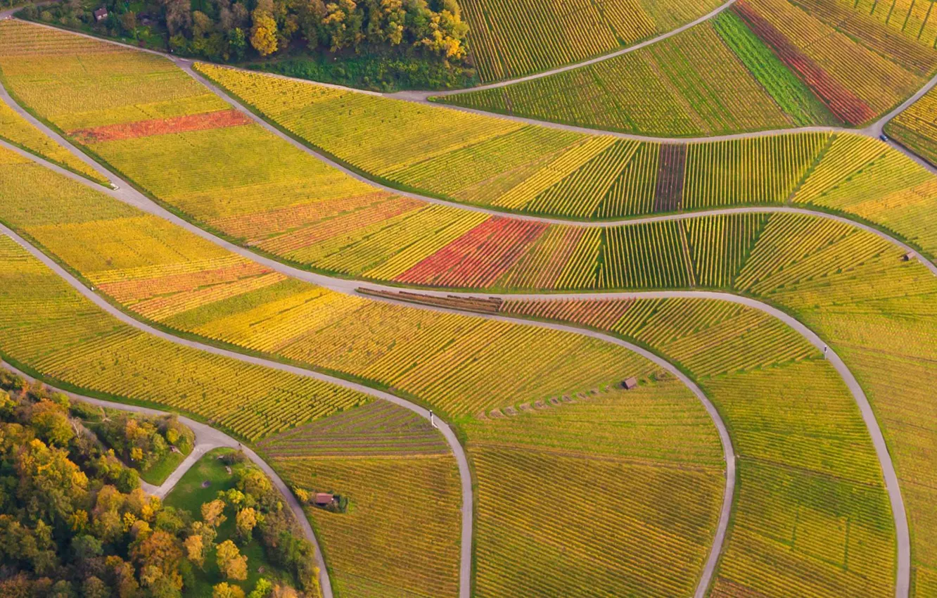 Фото обои поля, дороги, Германия, Germany, виноградники, Баден-Вюртемберг, Baden-Württemberg, Vineyards