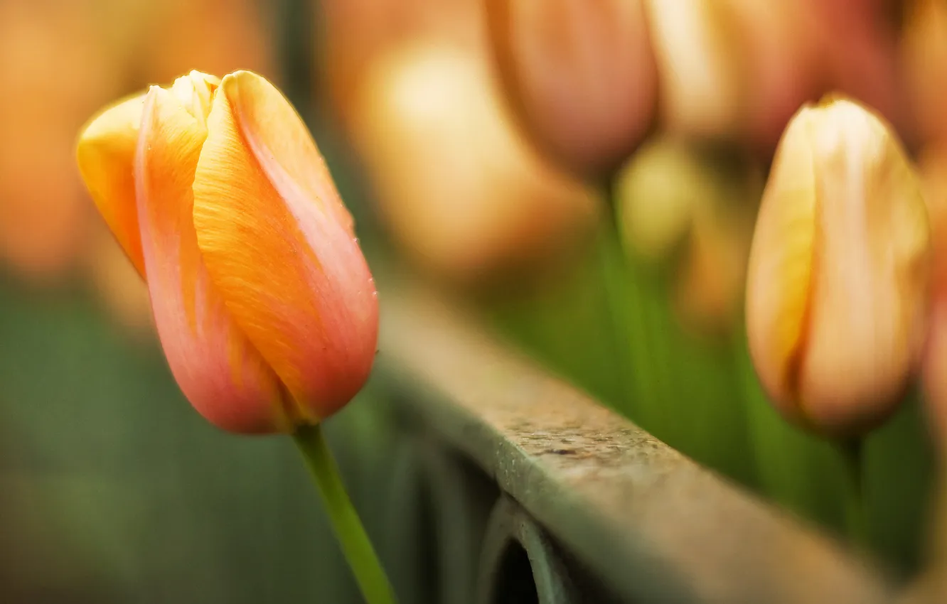 Фото обои макро, цветы, фото, тюльпаны, widescreen wallpapers, фоновые картинки, красивые обои для рабочего стола
