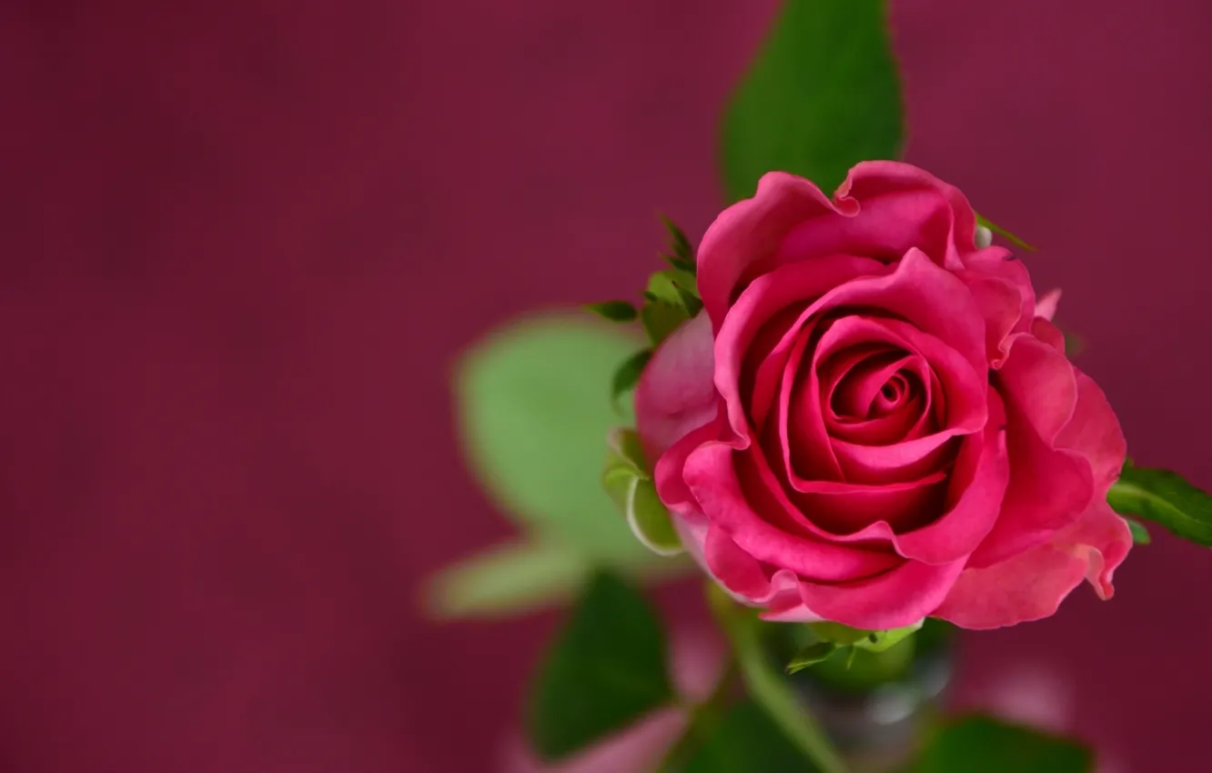 Фото обои цветы, розовая, роза, rose