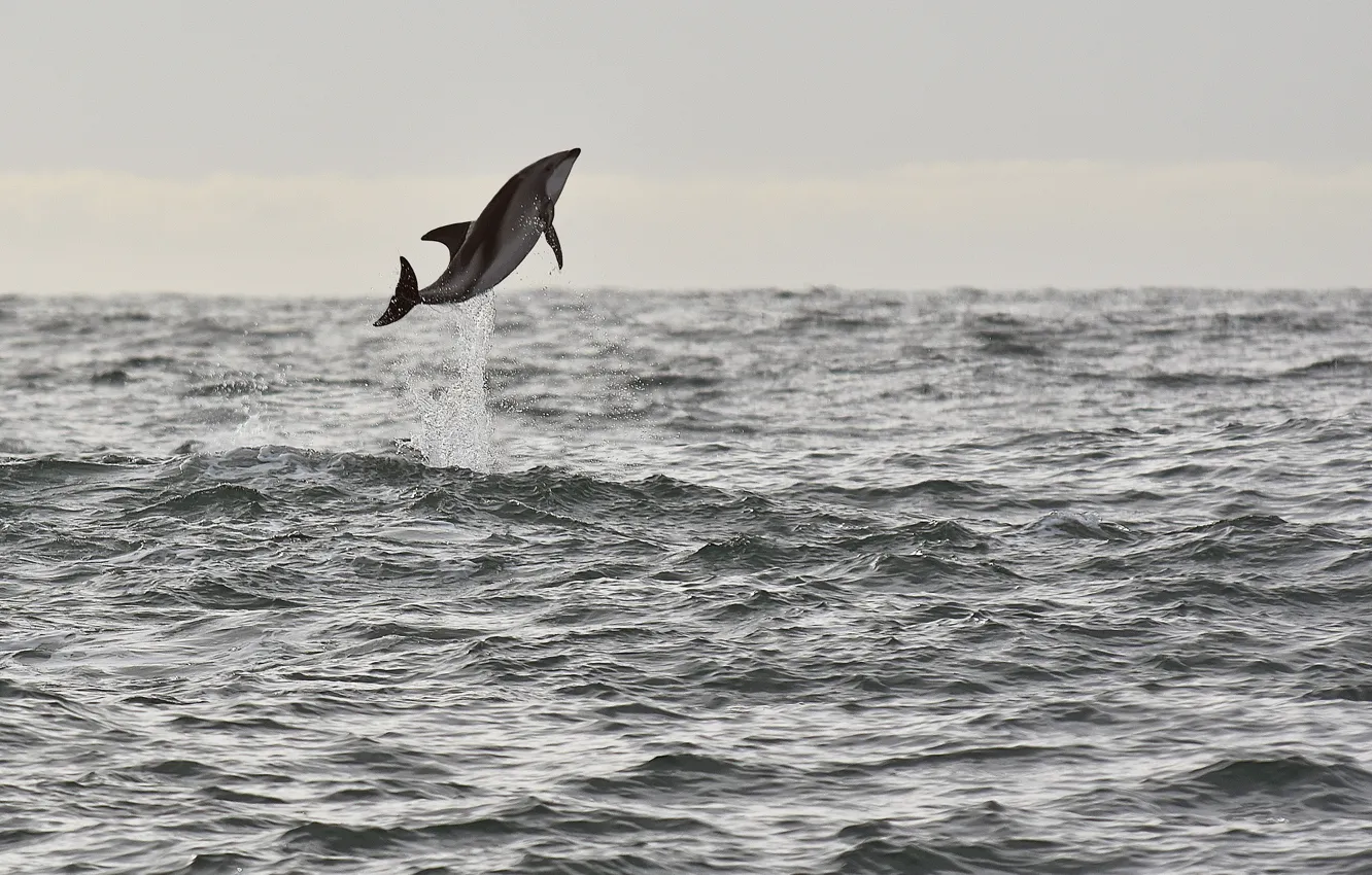 Фото обои sea, jump, seascape, splash, wildlife, dolphin