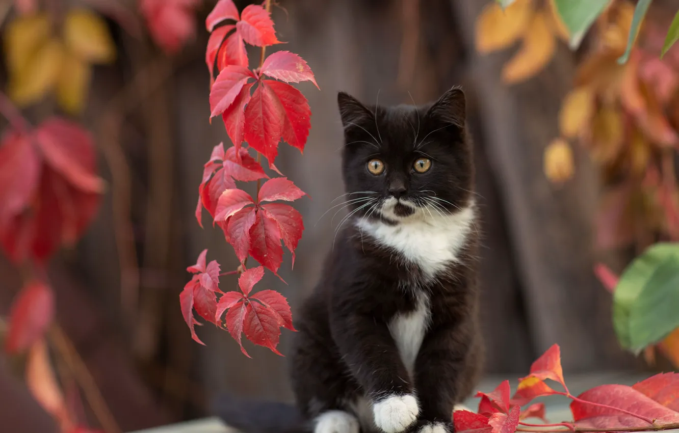 Фото обои кошка, листья, котёнок, боке, котейка, Юрий Коротун