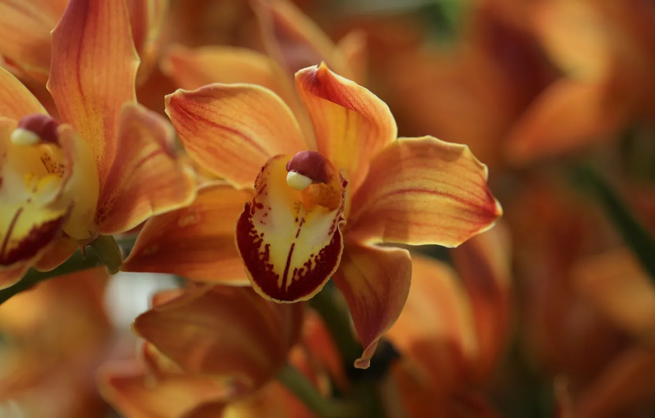 Фото обои макро, оранжевая, орхидея